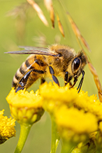 Local authority enforcement powers and domestic beekeeping