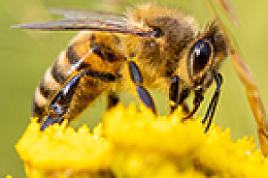 Local authority enforcement powers and domestic beekeeping